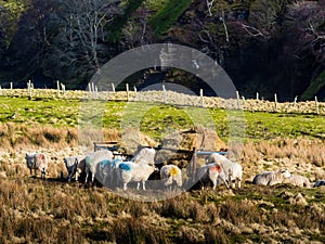 Swaledale sheep feeding in winter on open moorland with a reservoir behind