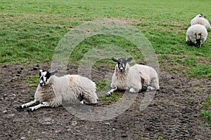 Swaledale Sheep in Field, Sedbusk, Hawes, North Yorkshire, England, UK