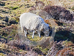 Swaledale sheep foraging in the Derbyshire Peak Disrict photo