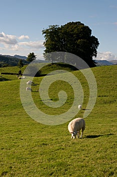 Swaledale sheep in grassy landscape