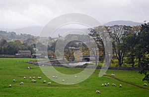 Swaledale sheep grazing in Wensleydale UK 