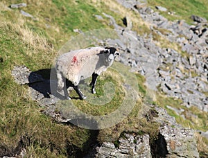 Swaledale sheep on mountainside ledge.