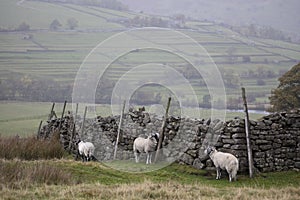Swaledale Sheep near Grinton, North Yorkshire