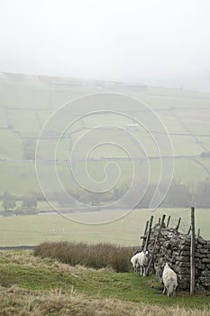 Swaledale Sheep near Grinton, North Yorkshire