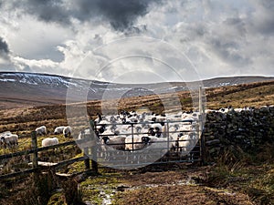 Swaledale sheep on open moorland with a gate and mountain behind