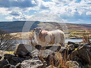 Swaledale sheep on stone wall