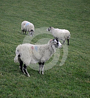 Swaledale sheep in The Yorkshire Dales, UK