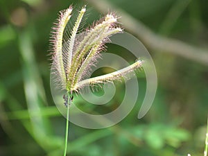 (Swallen Fingergrass, Finger grass) finger grass swaying gently blurred.