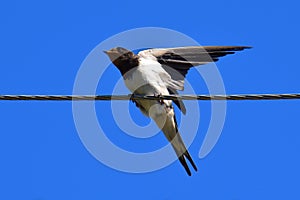 Swallow