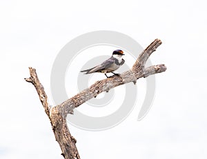 A swallow against a clear white background.