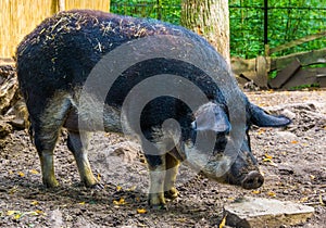 Swallow bellied mangalitsa pig in closeup, domesticated hybrid breed from Hungary