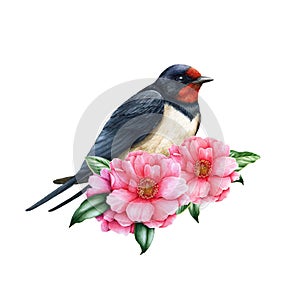 Swallow bird with camellia pink flowers. Watercolor illustration. Beautiful bird with spring blooming camellias. Tender