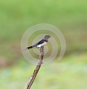 Swallow bird facing right on a bark
