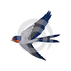 Swallow bird flying, bird with red plumage around the beak and dark blue wings vector Illustration on a white background