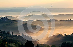 Swallow bird flying over hilly landscape at misty sunrise. Villages of Tuscany with garden trees at morning time, Italy