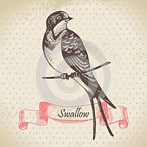 Swallow bird, hand drawn illustration