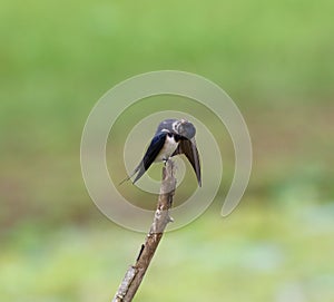 Swallow bird itching on a bark