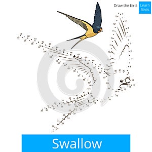 Swallow bird learn to draw vector