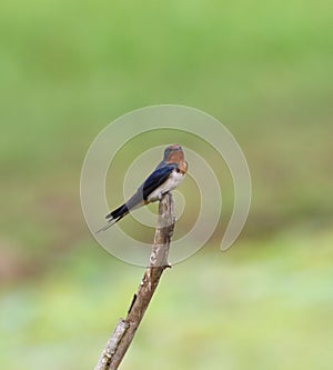 Swallow bird looking front on a bark