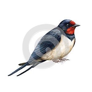 Swallow bird realistic image. Watercolor illustration. Hand drawn barn swallow on white background. Small common bird photo