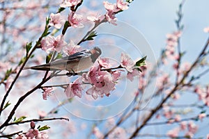 A swallow bird sits on a branch of a blossoming peach tree and looks at the camera