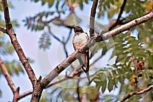Swallow bird on the tree