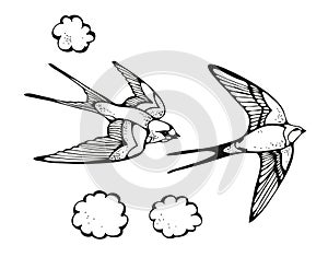 Swallow bird vector illustration, hand drawn set