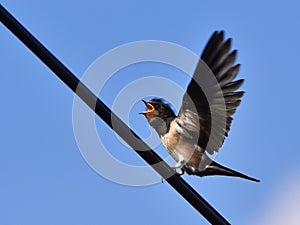 Swallow bird-waiting for feeding