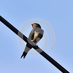 Swallow bird-waiting for feeding