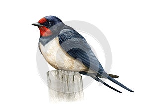 Swallow bird watercolor illustration. Hand drawn barn swallow on a stump. Small common bird realistic image. Wildlife photo