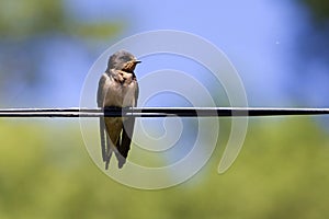 Swallow bird on wire photo