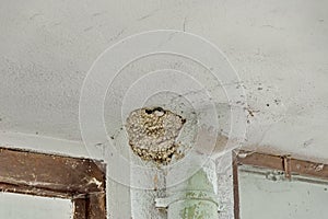 Swallow birds nest with hungry nestling await feeding from parent, village Paunovo, Sredna Gora mountain