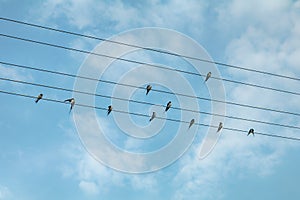 Swallow birds on power lines