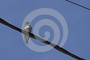 Swallow, brown-chested martin, progne tapera, perched on a electrical wire photo