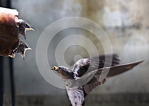 Swallow with chicks
