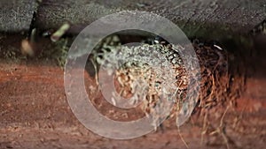 Swallow chicks in the nest