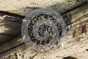 Swallow chicks in the nest close up