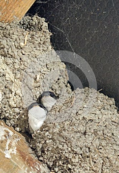 Swallow chicks protruding from the nest