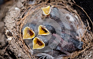 Swallow chicks waiting to get food with their beaks wide open