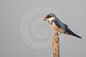 Swallow collecting mud for nest