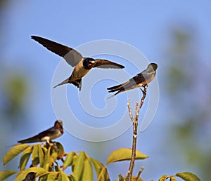 Swallow family learning lessons