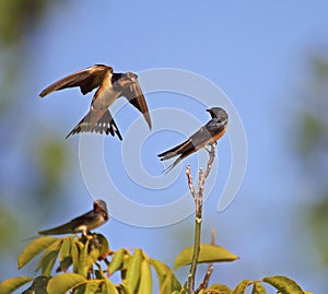 Swallow family learning lessons