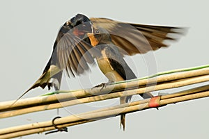 Swallow Feeding Baby