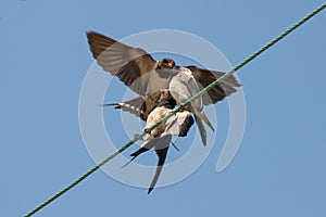 Swallow Feeding it's Youngs