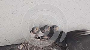 Swallow feeding swallow chicks in the nest.