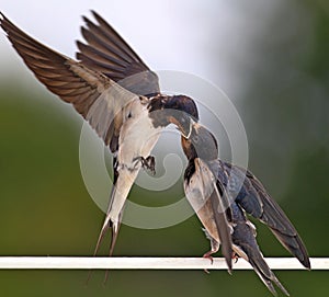 Swallow feeding a young bird