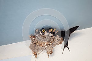 The swallow feeds the chicks in the nest