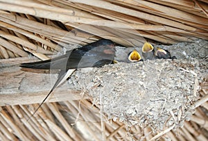 Swallow feeds the chicks in the nest