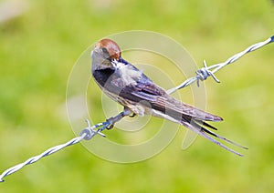 Swallow fence sitting