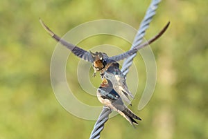 Swallow fledglings being fed outside sitting on a wire